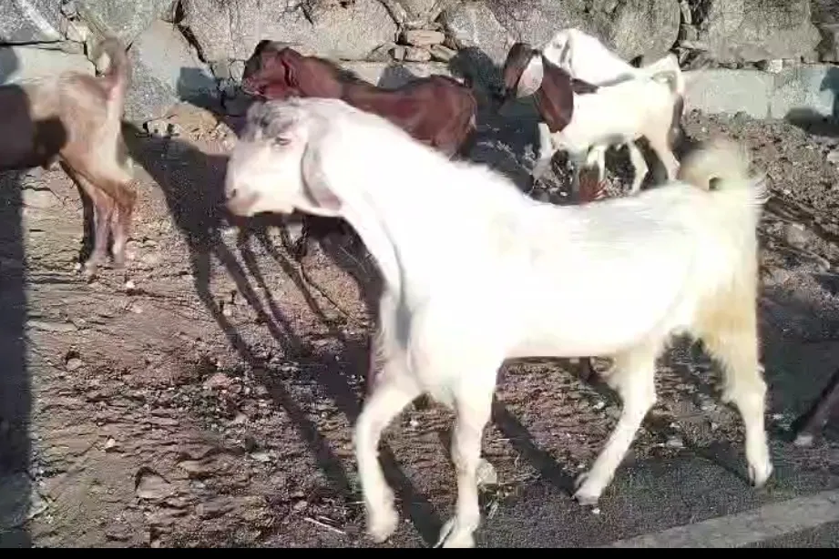 bakra image