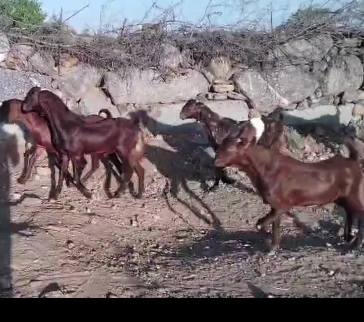 bakra image