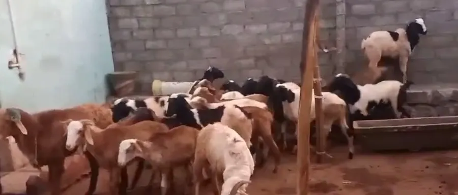 bakra image