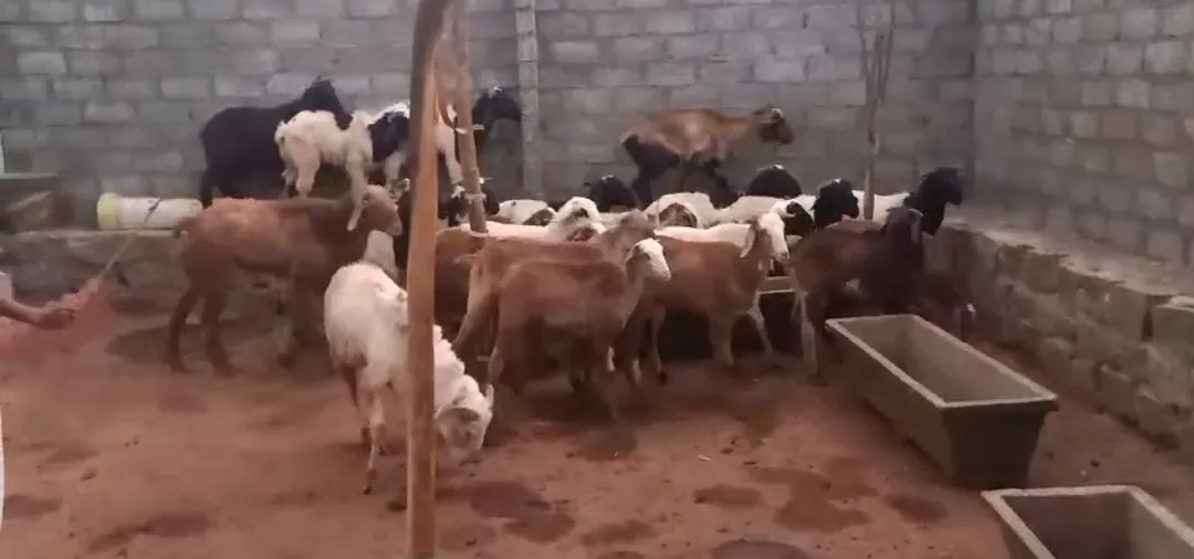 bakra image