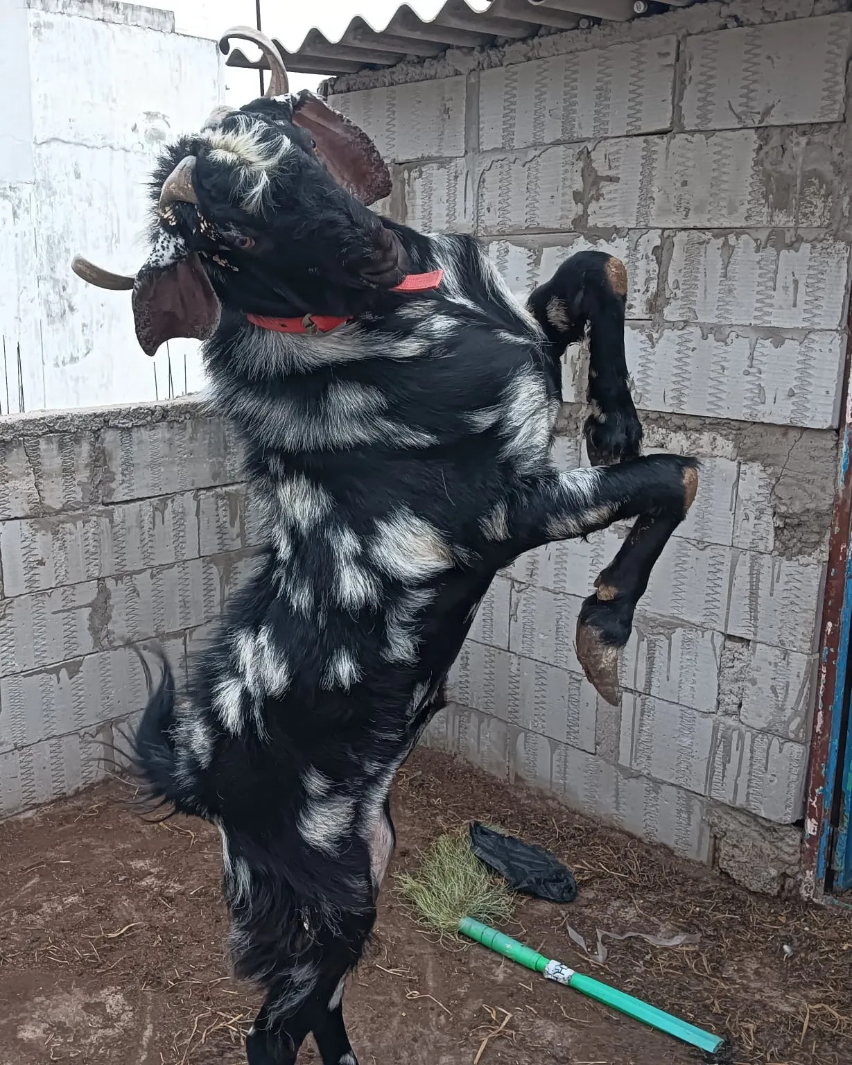 bakra image