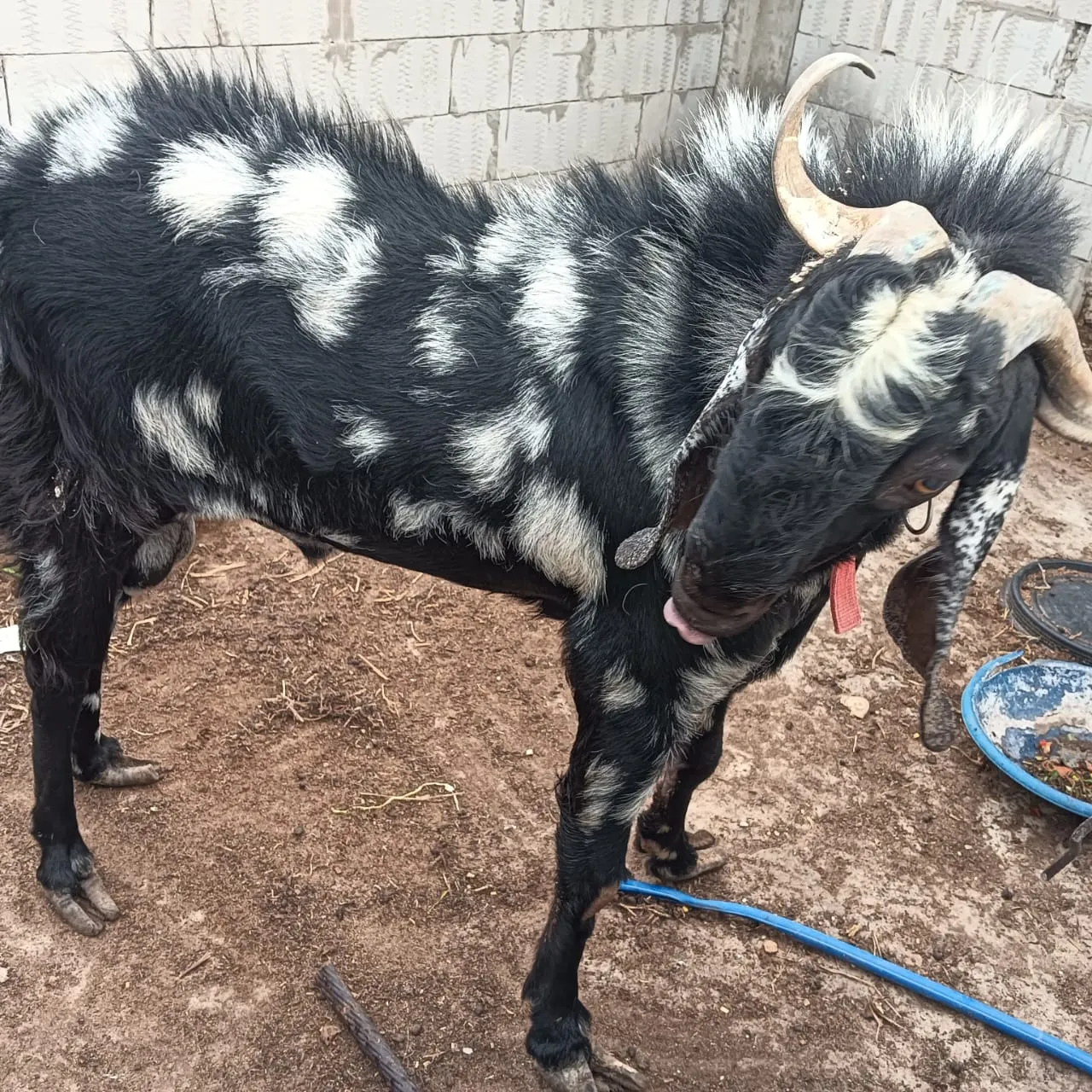 bakra image