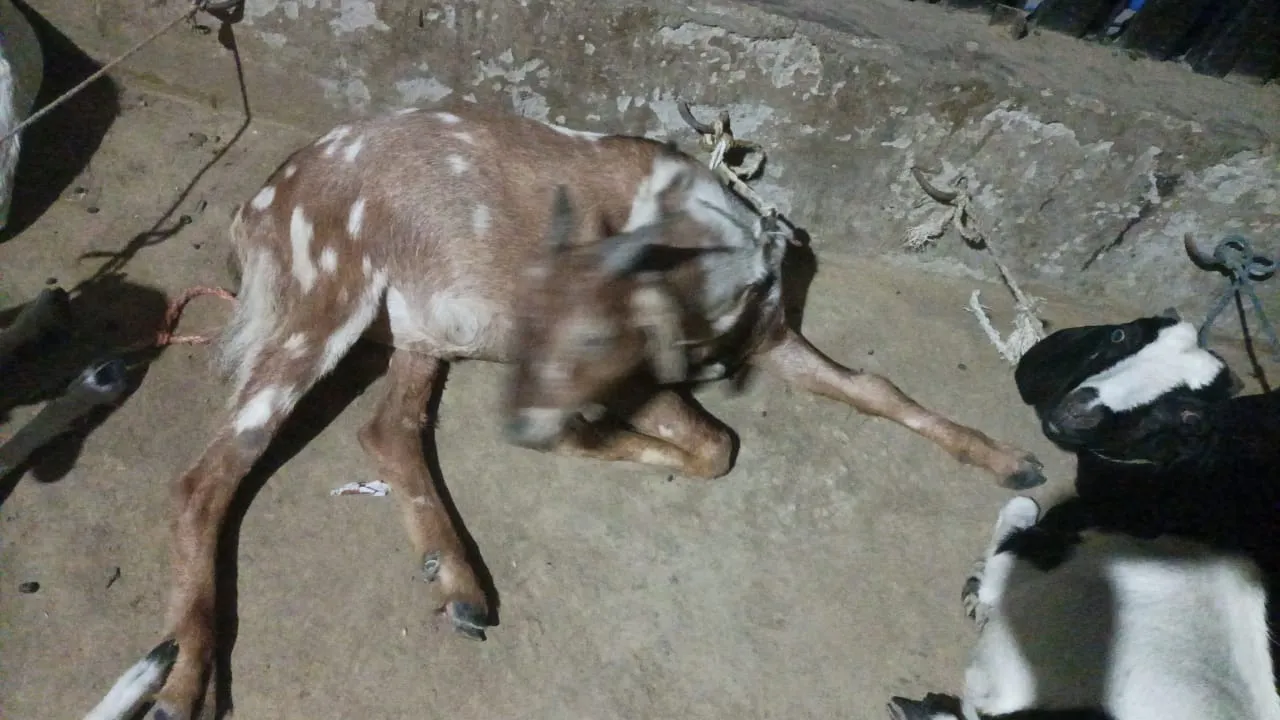 bakra image