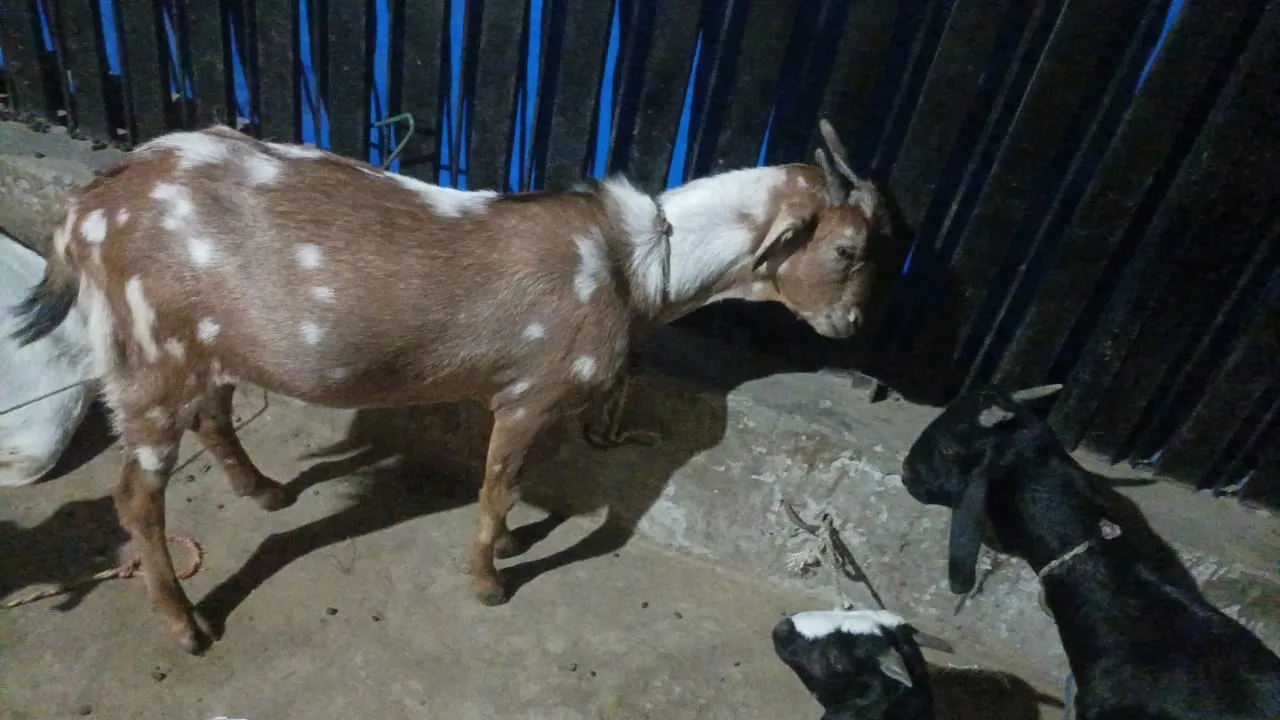 bakra image