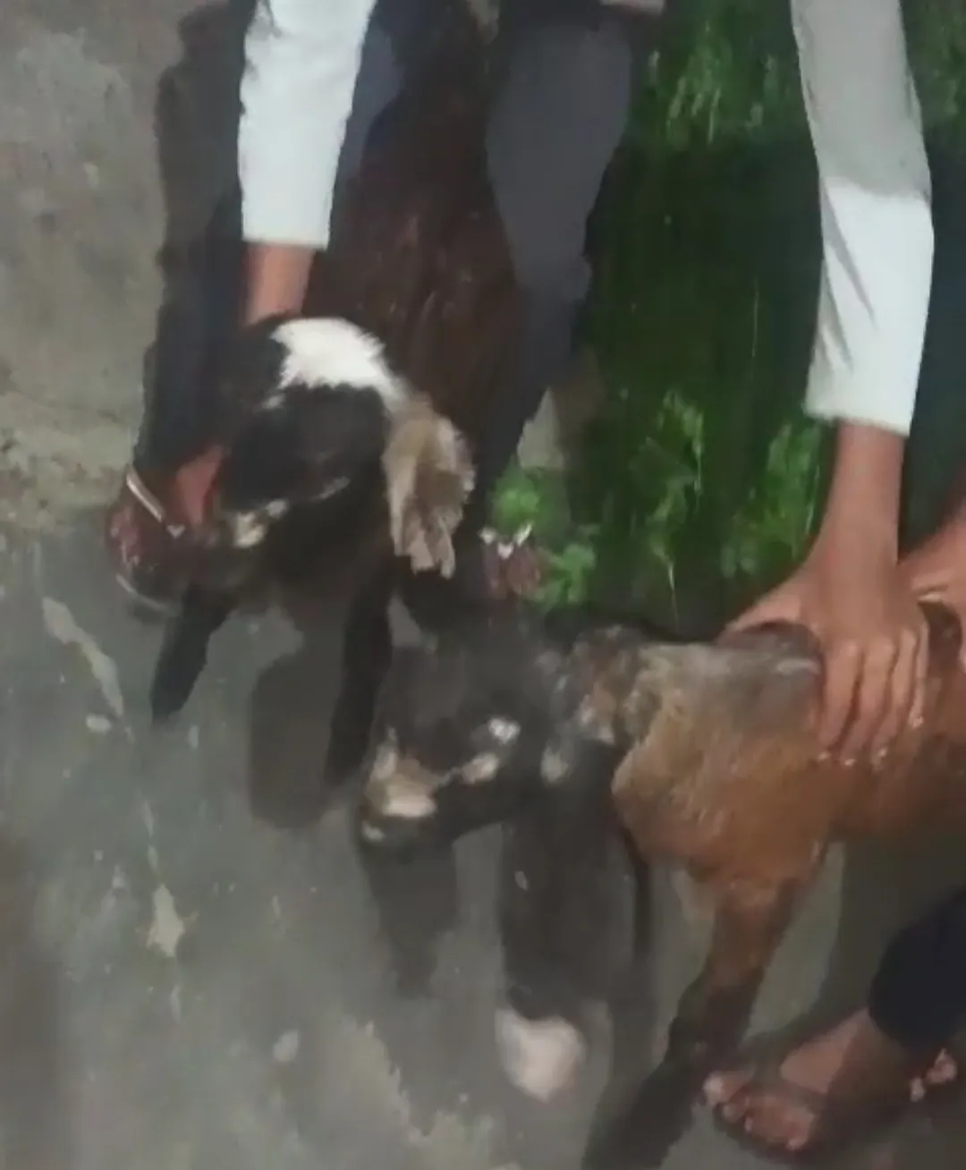 bakra image