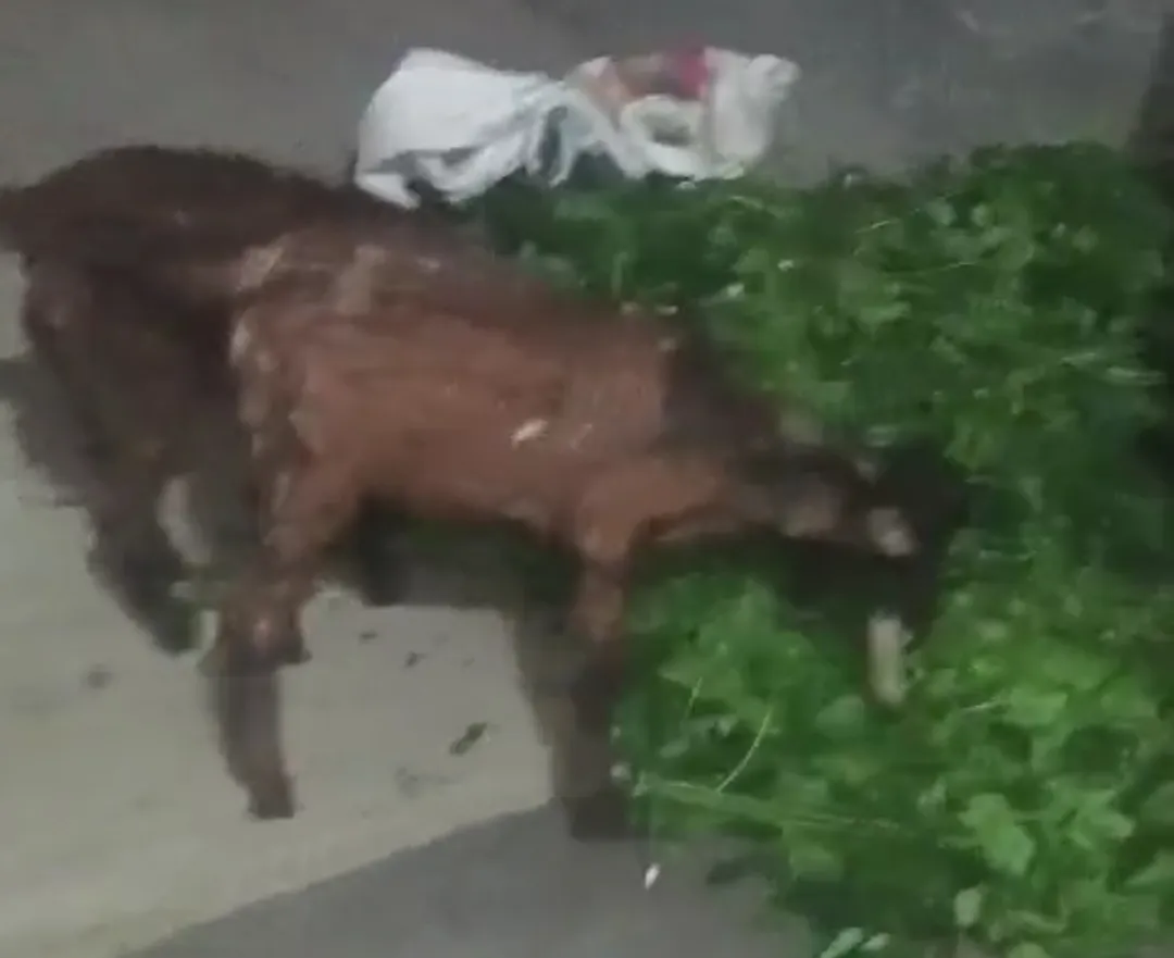 bakra image