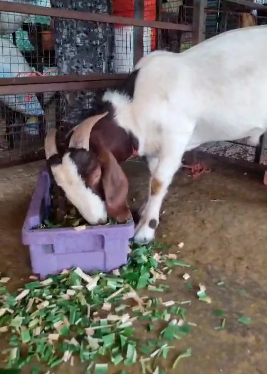 Second generation boer