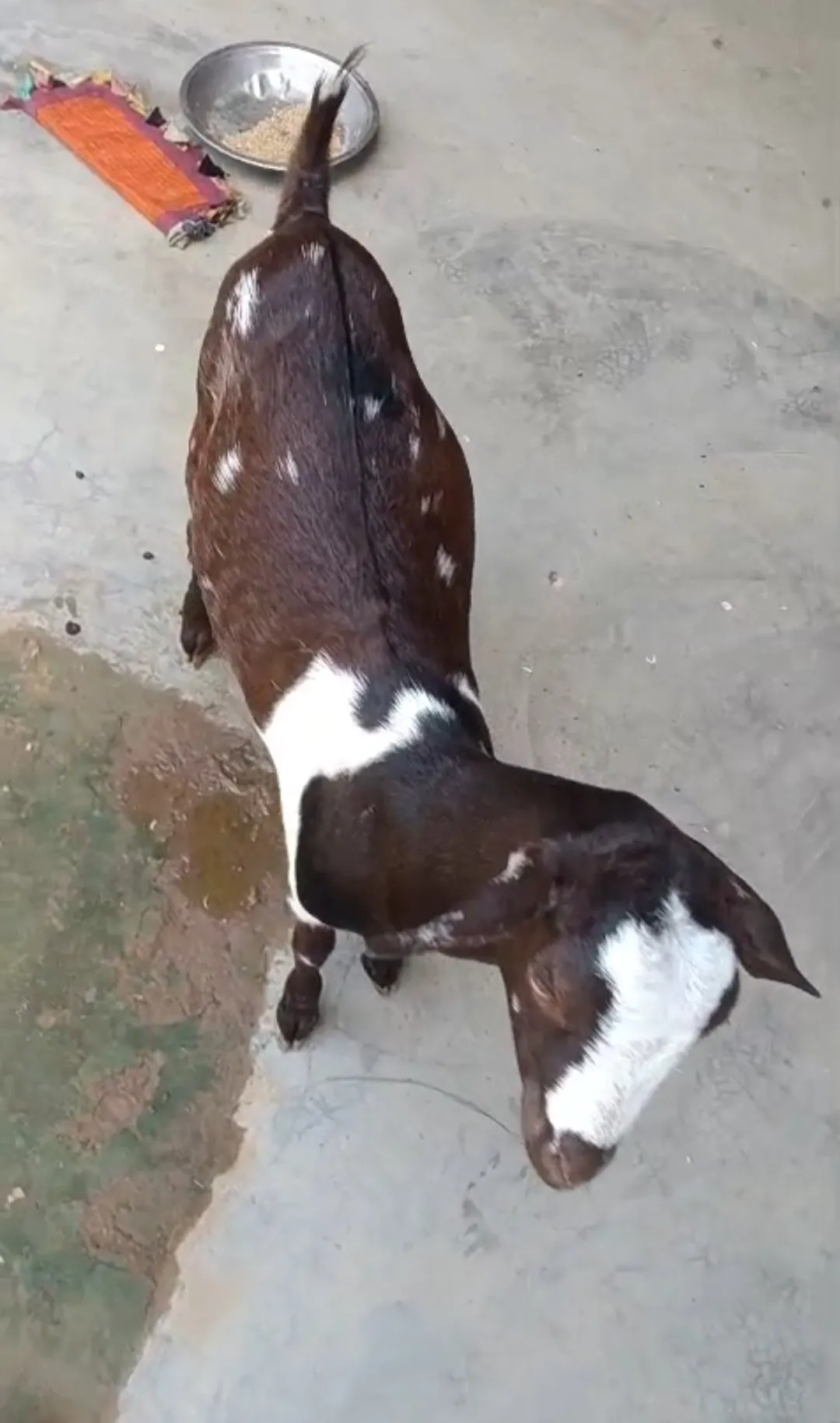 bakra image