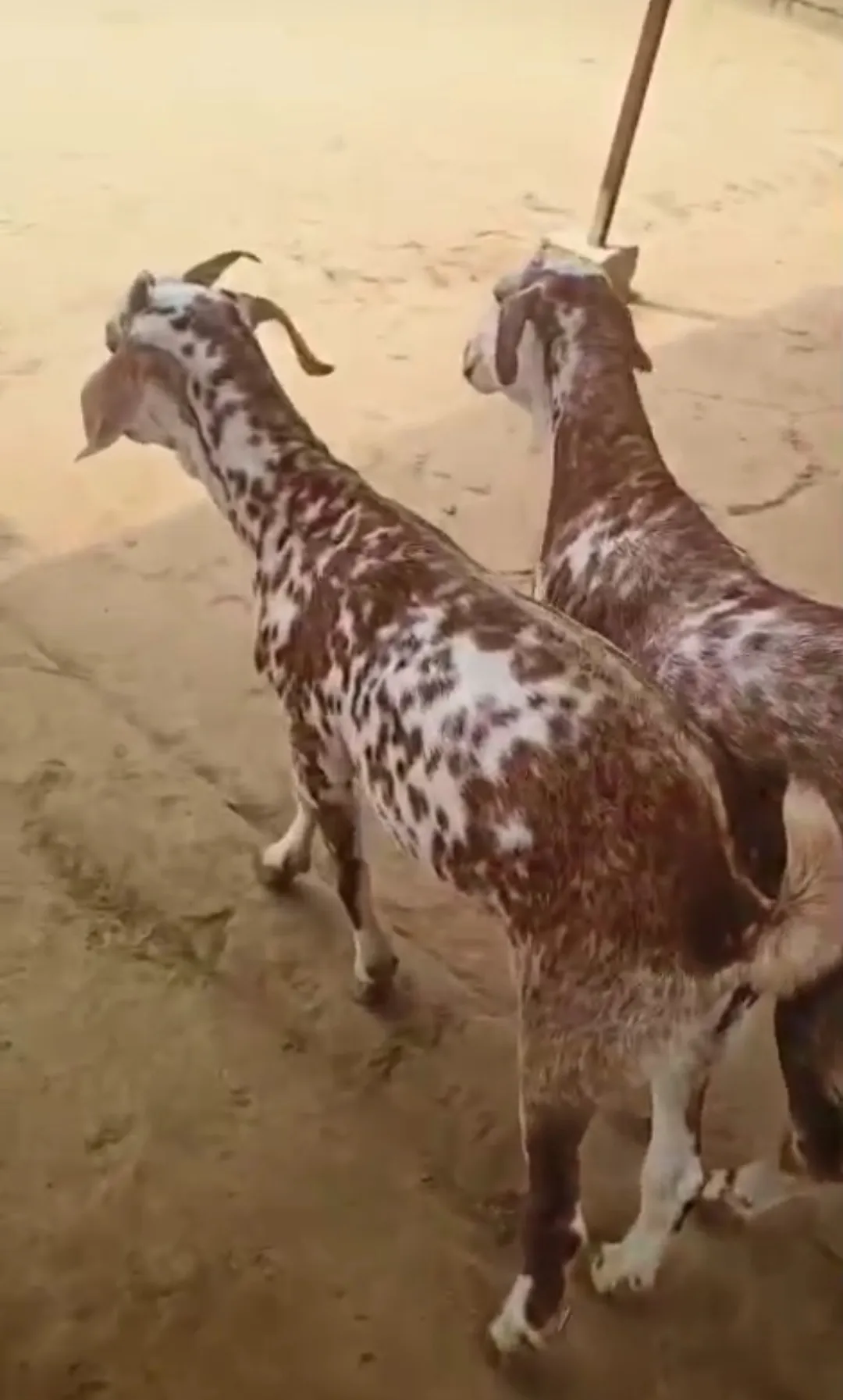 bakra image