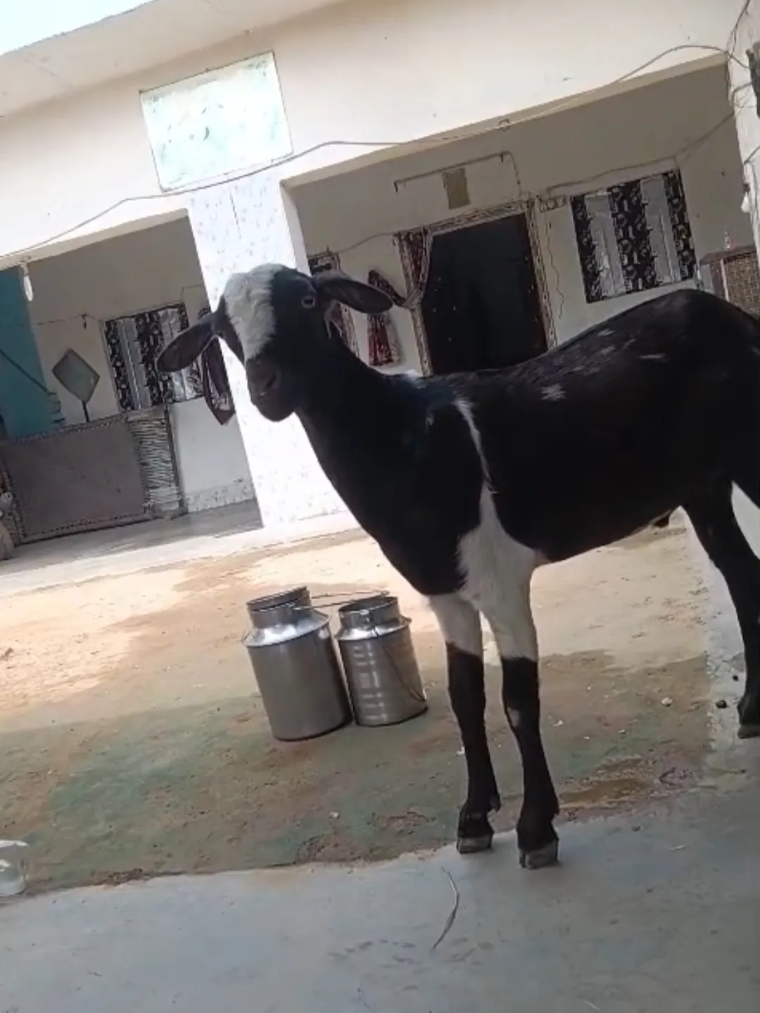 bakra image