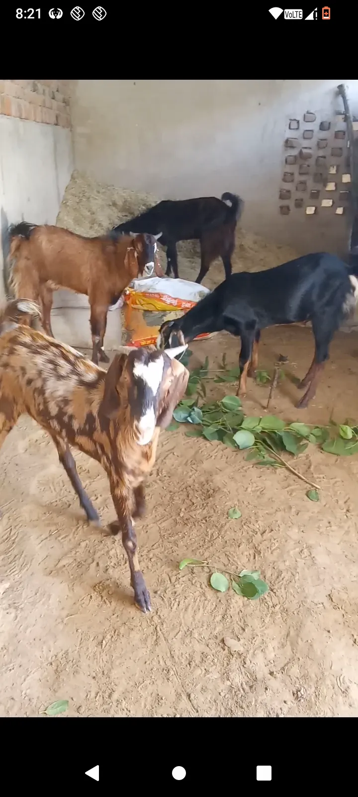 bakra image