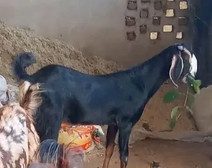 bakra image