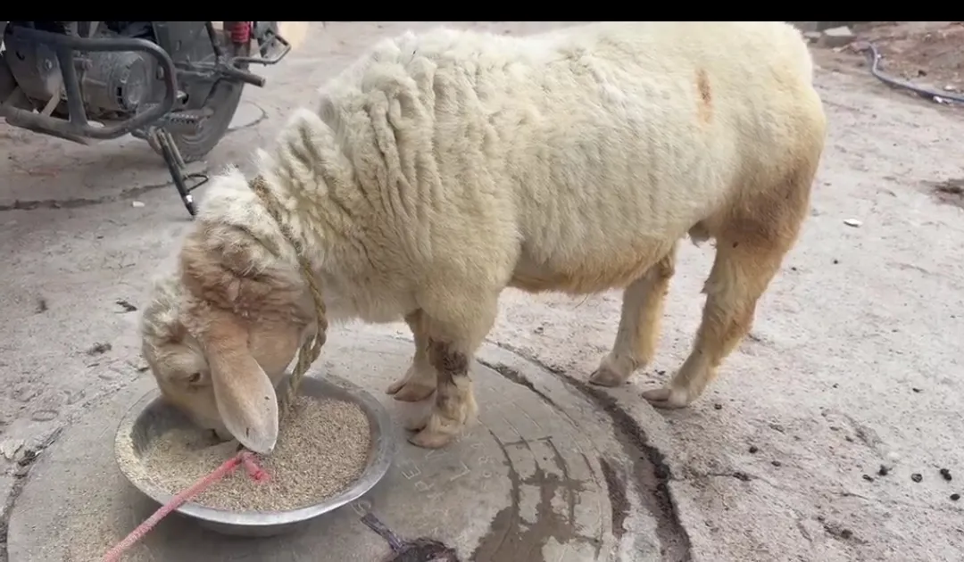 bakra image