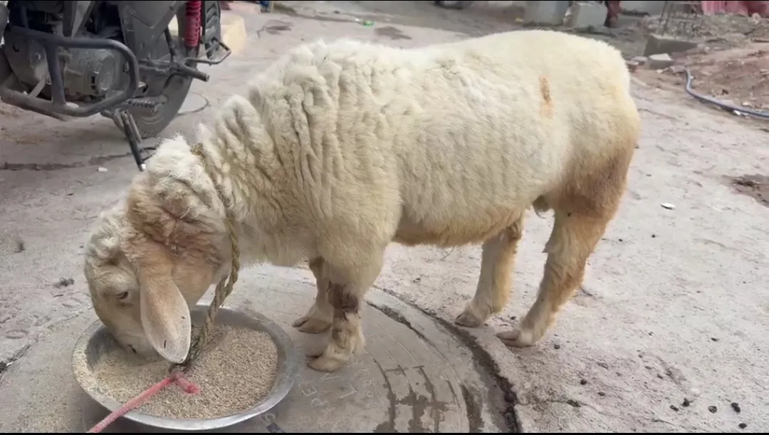 bakra image