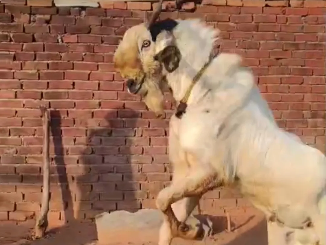 8 dat hait 38 vet 70 kg