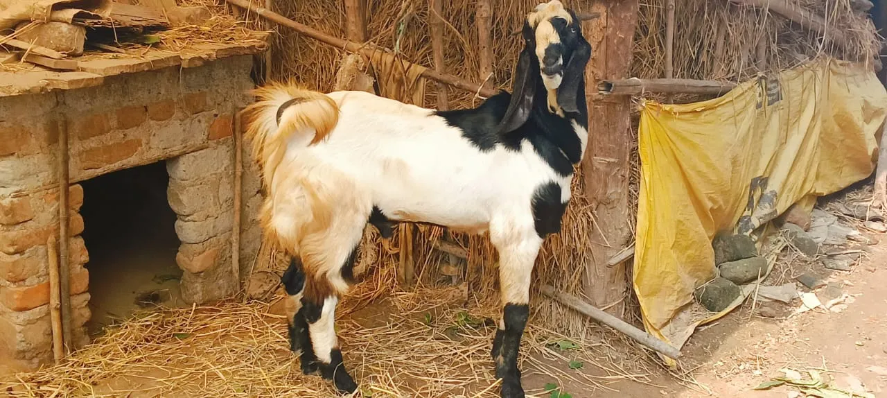 bakra image