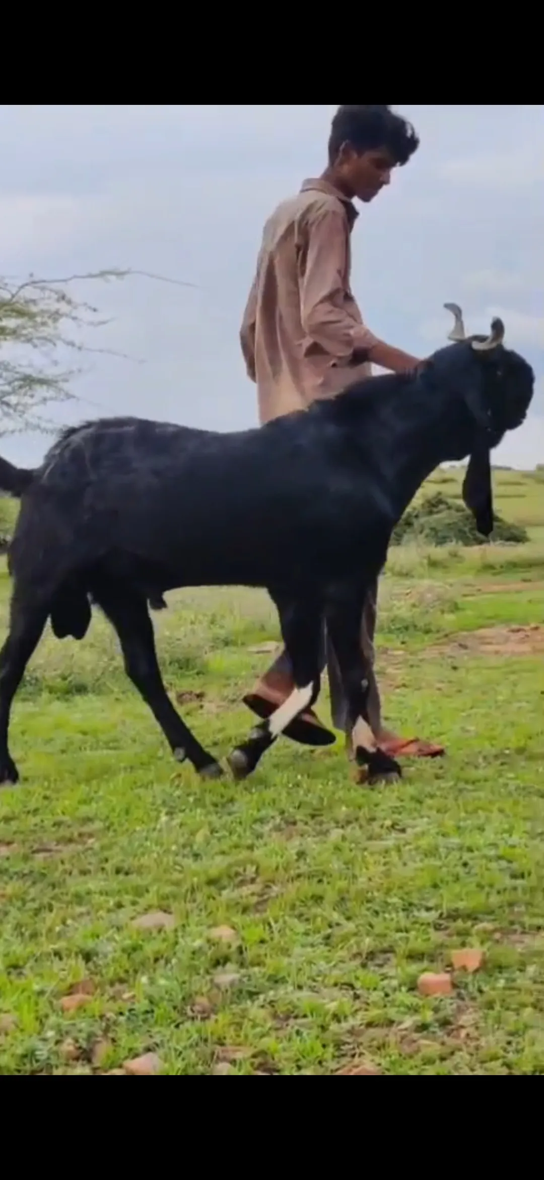 bakra image