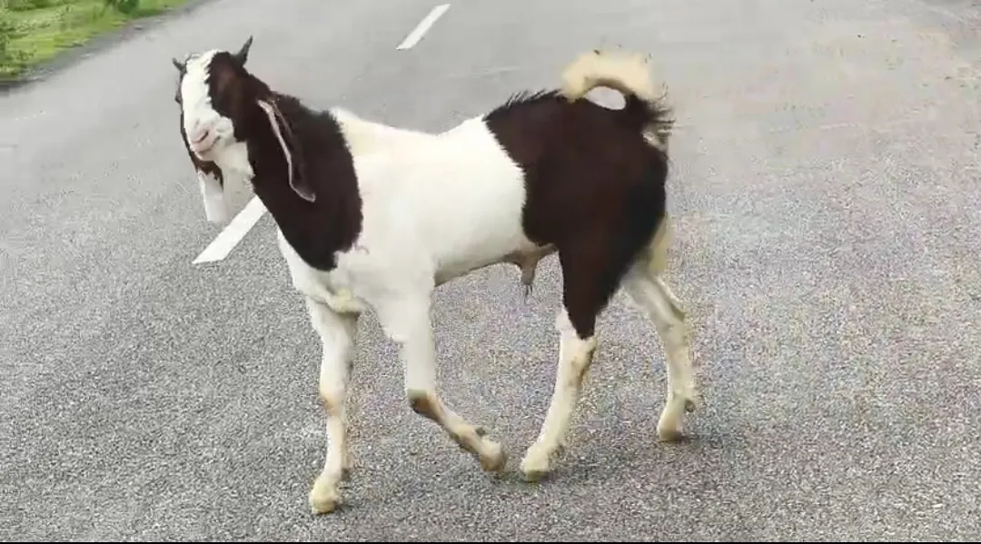 bakra image