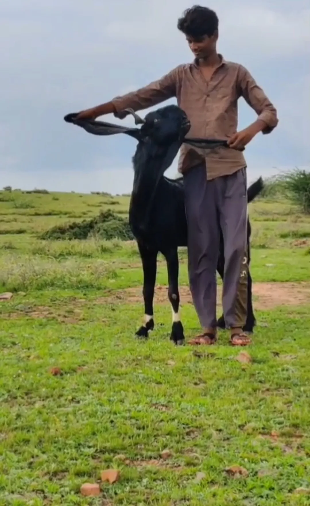 bakra image