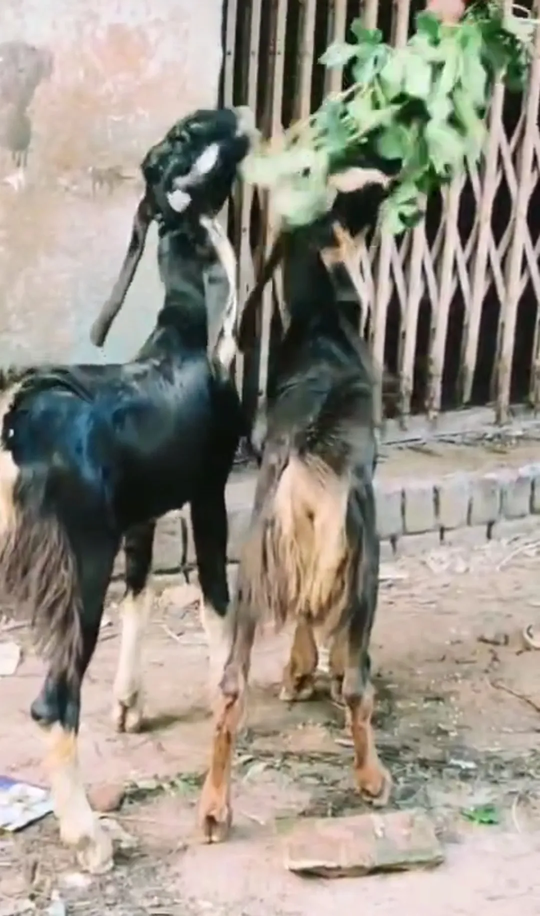 bakra image