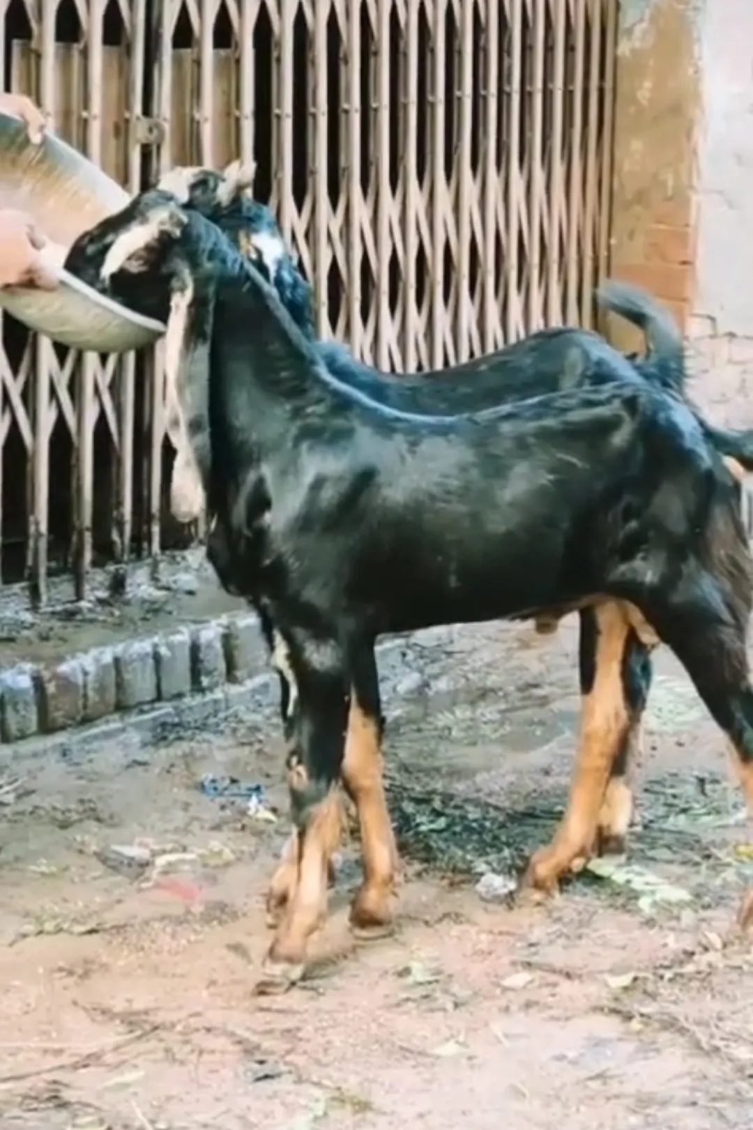 bakra image