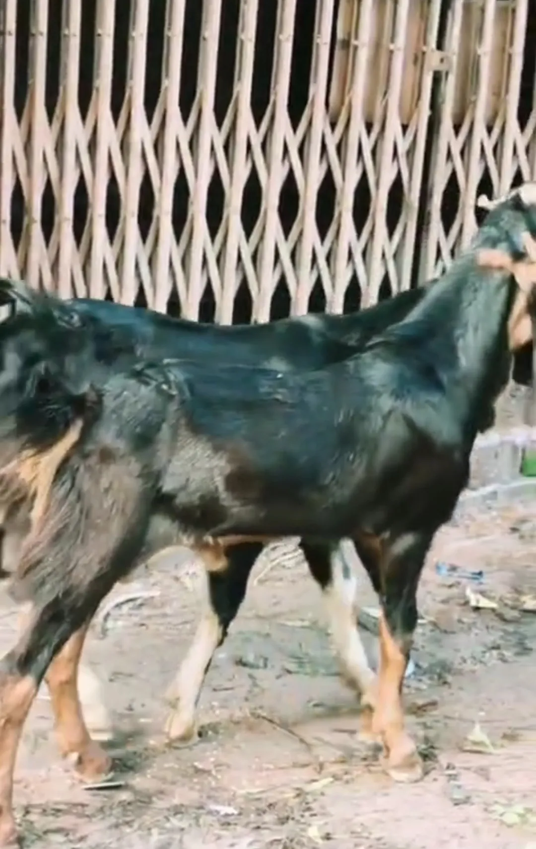 bakra image