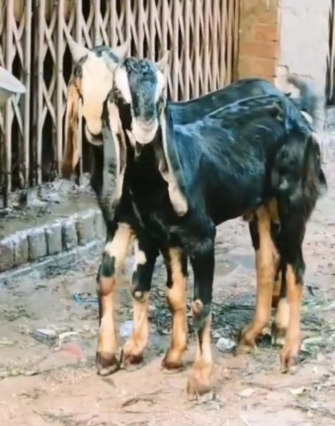 bakra image