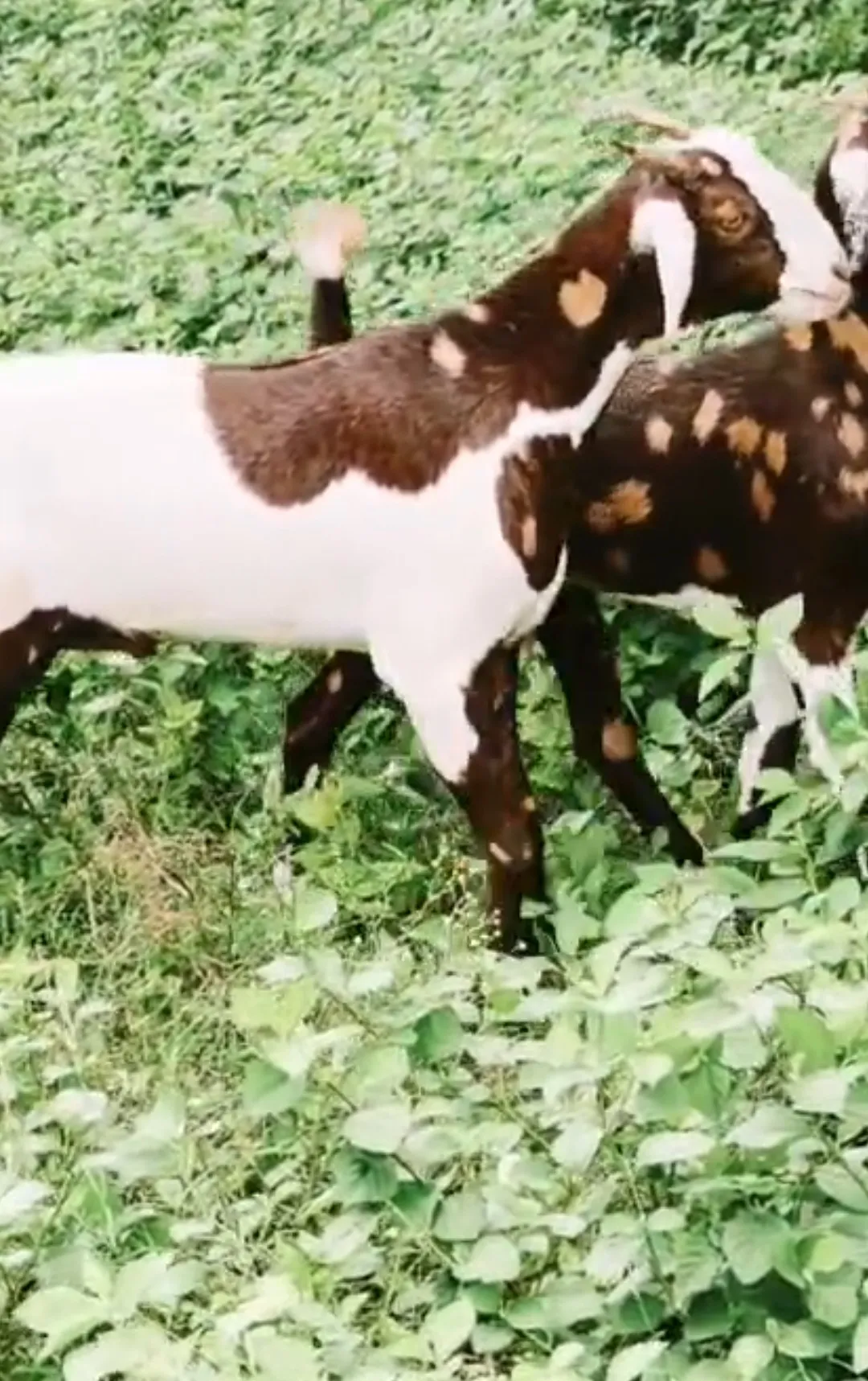 bakra image