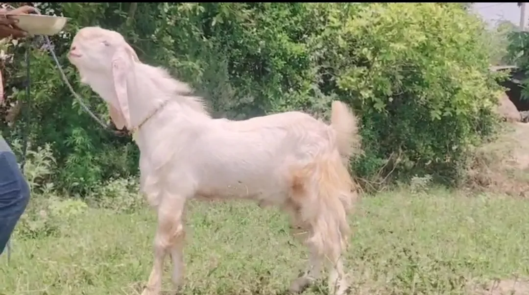 bakra image