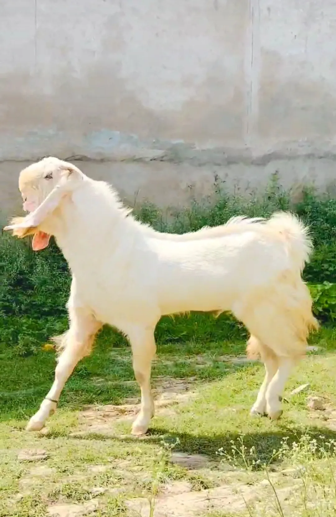 bakra image
