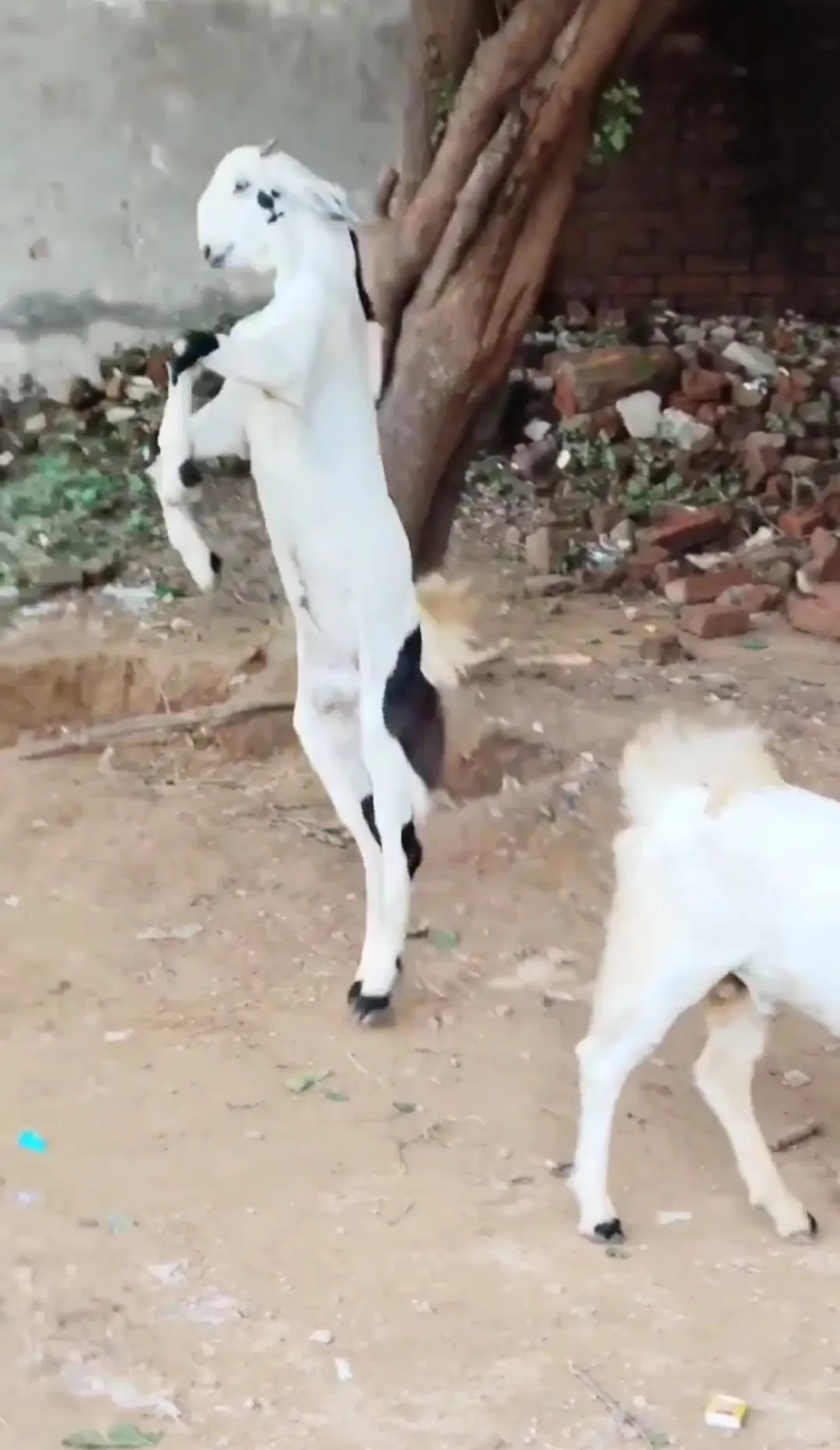 bakra image