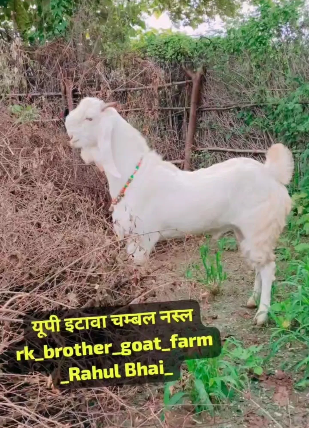 bakra image