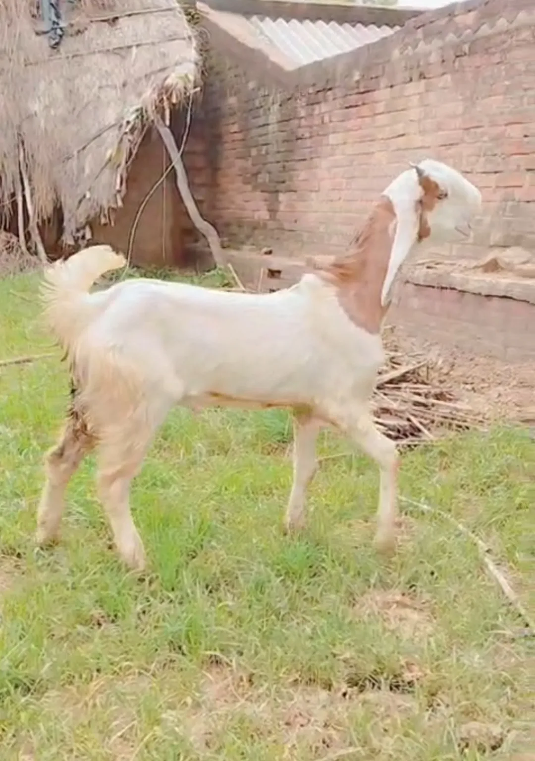 bakra image
