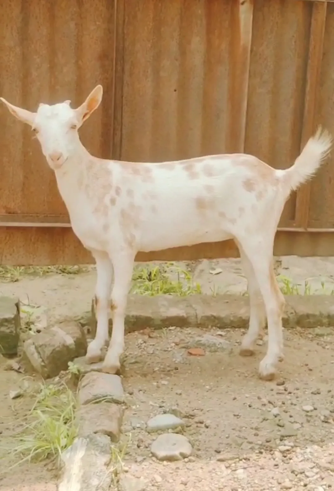 bakra image
