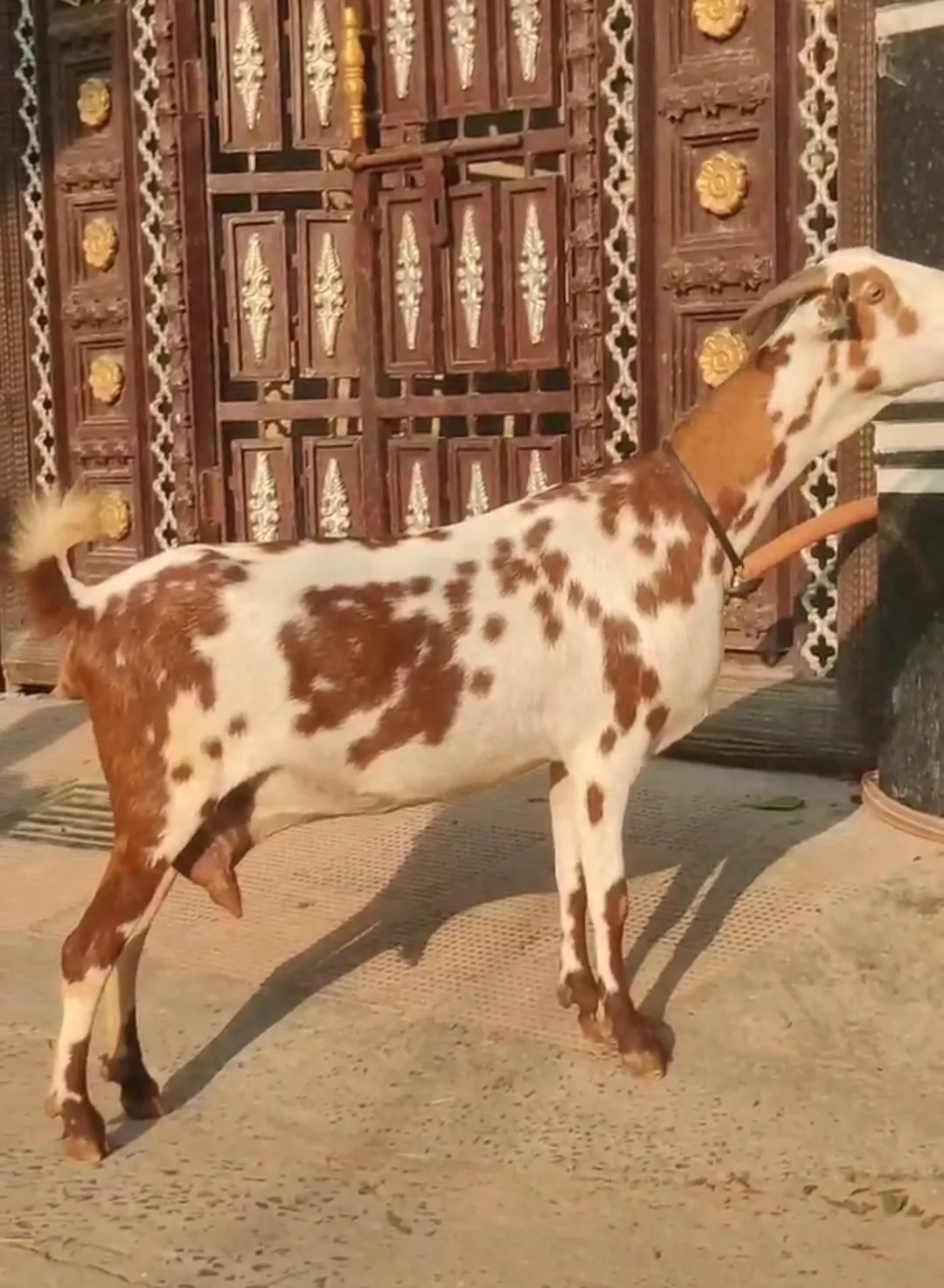 bakra image