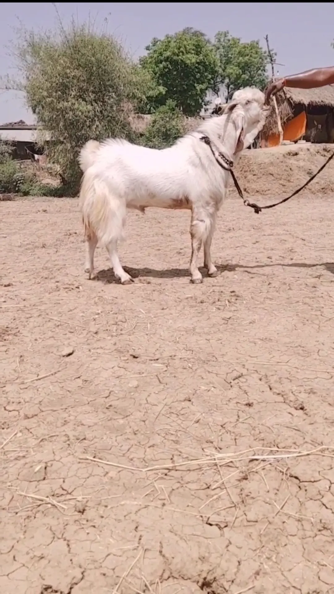 bakra image