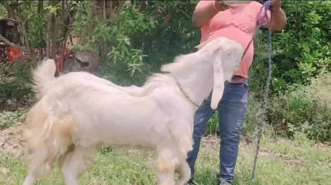 bakra image