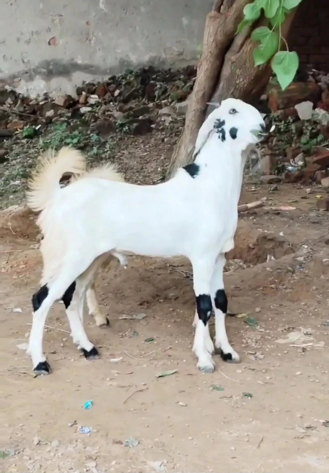 bakra image