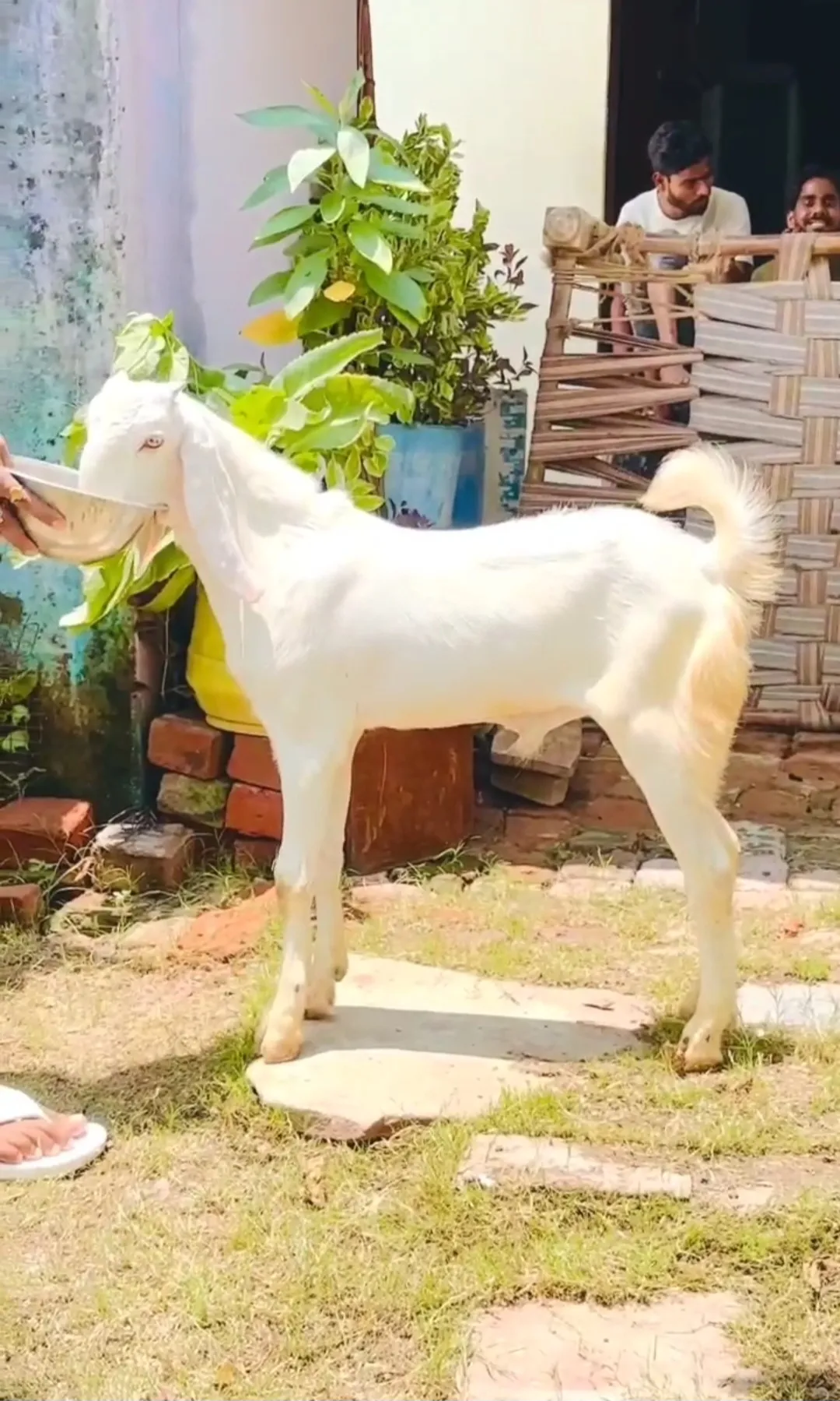 bakra image