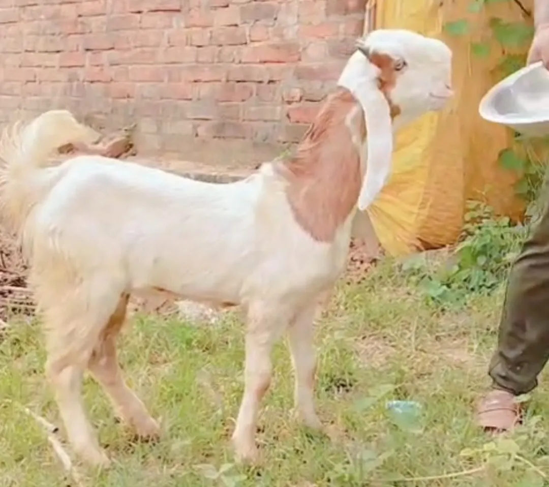 bakra image