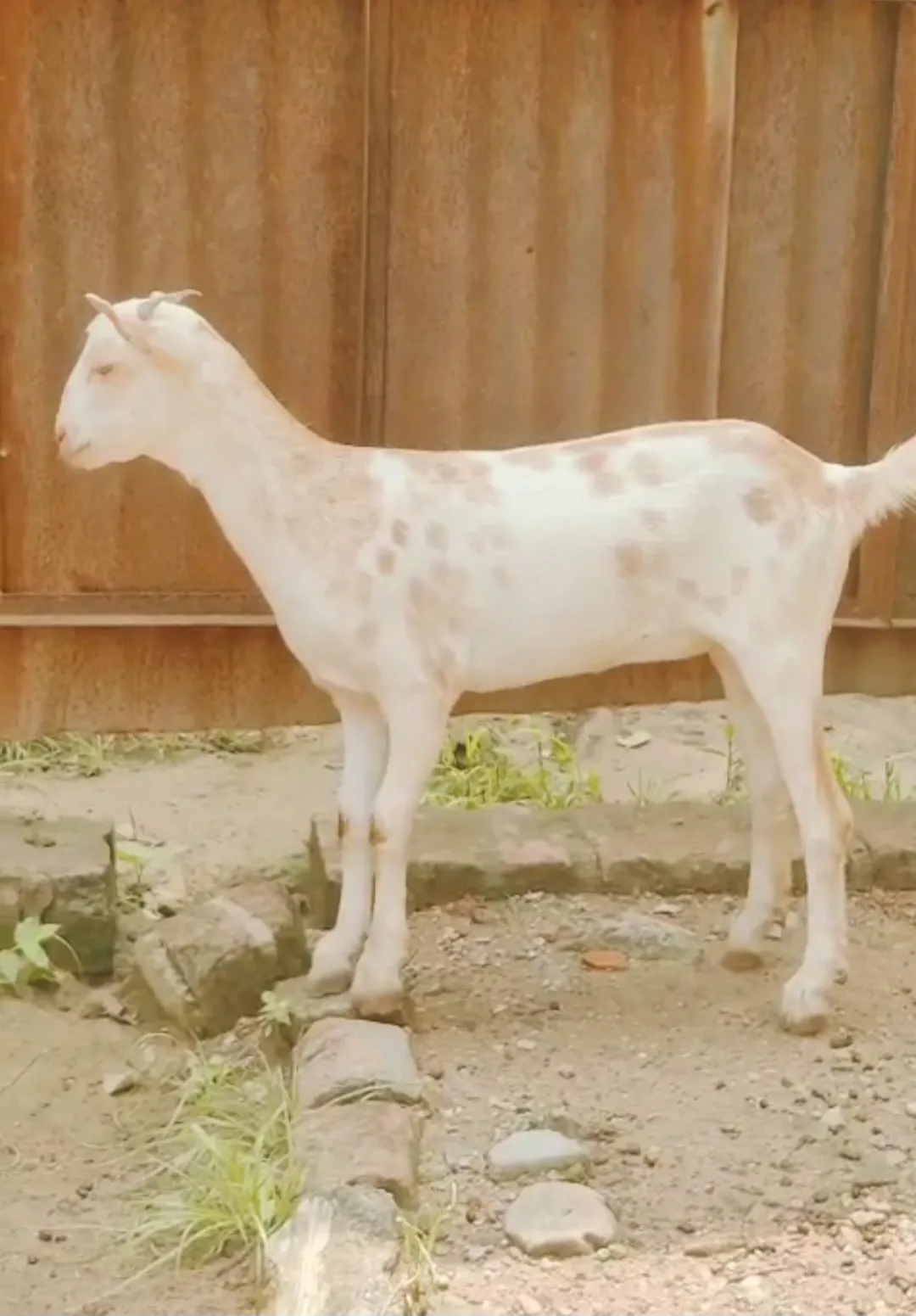 bakra image