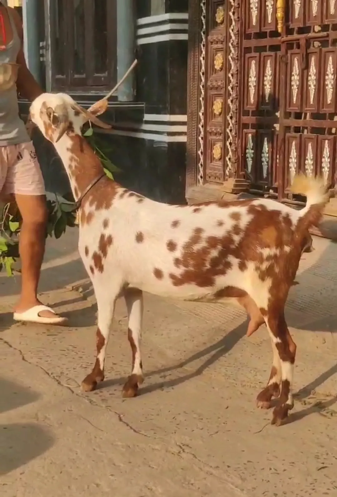 bakra image