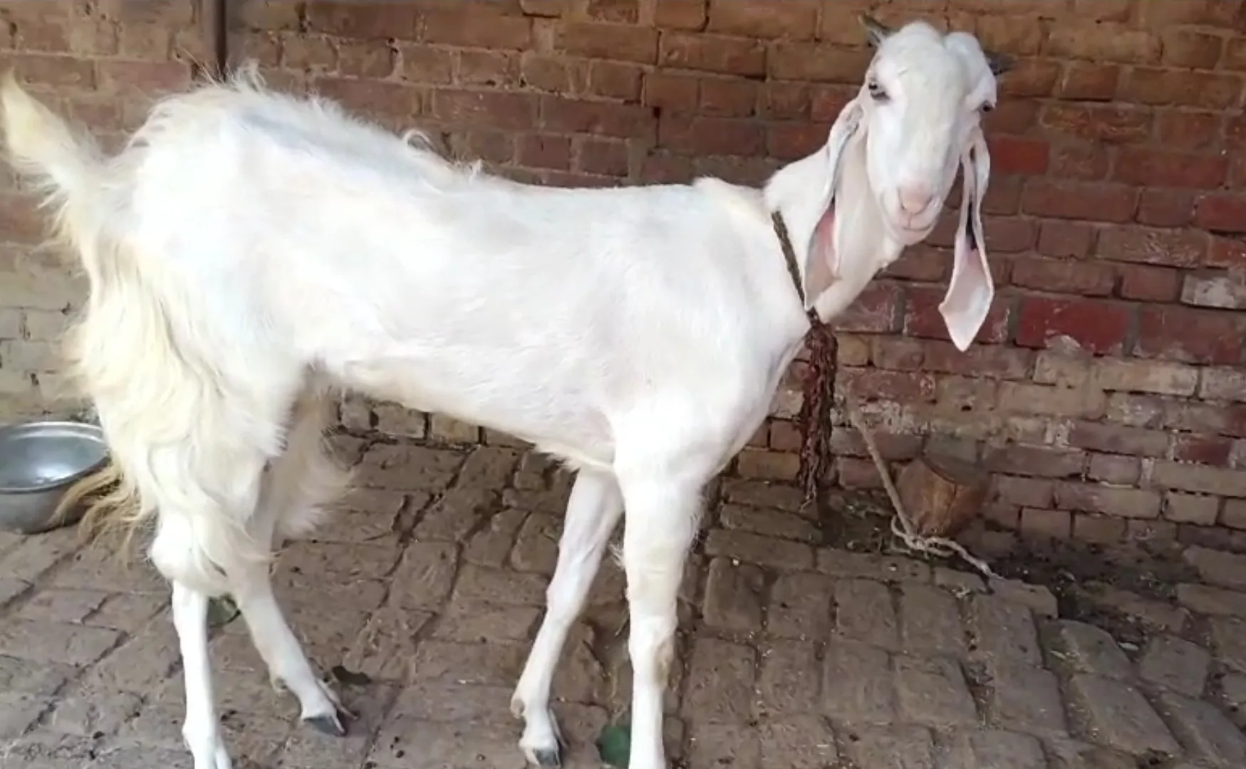 bakra image
