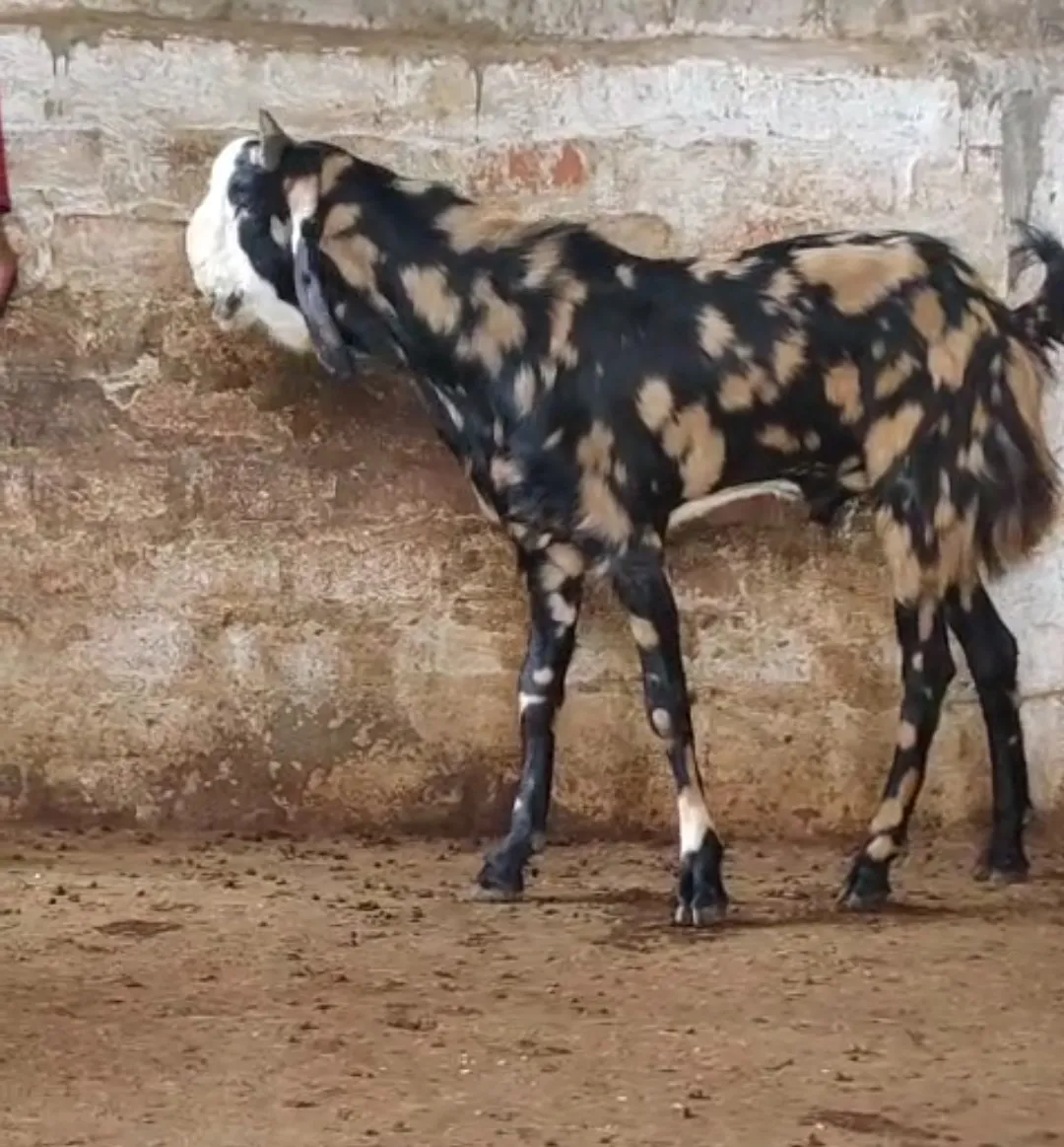 bakra image