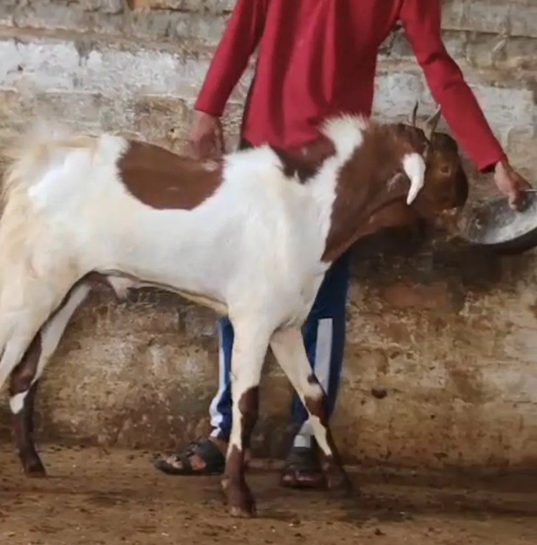bakra image