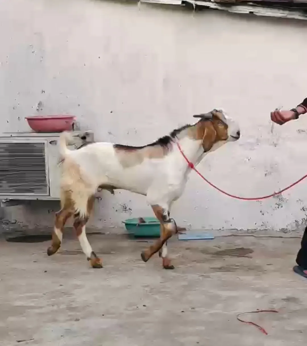 bakra image