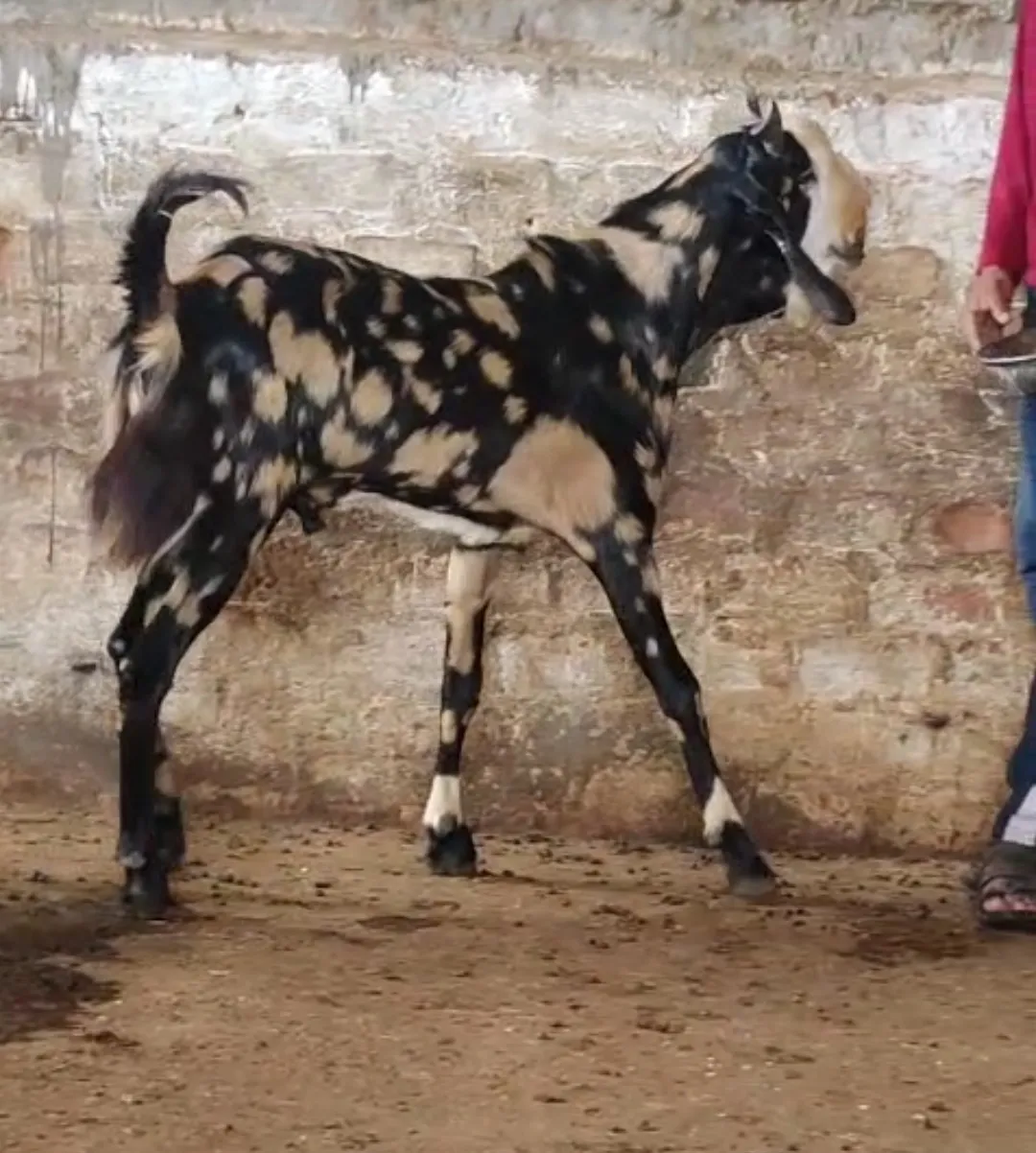 bakra image