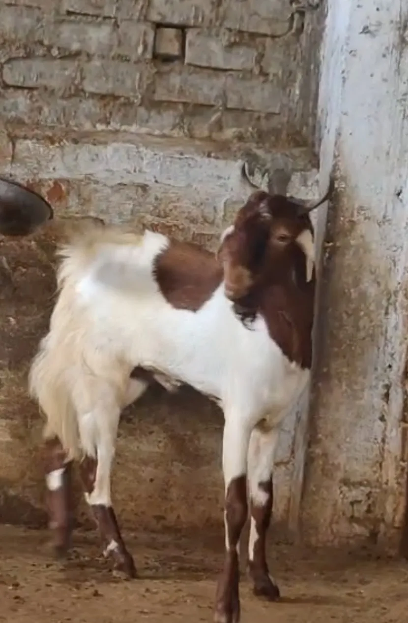 bakra image