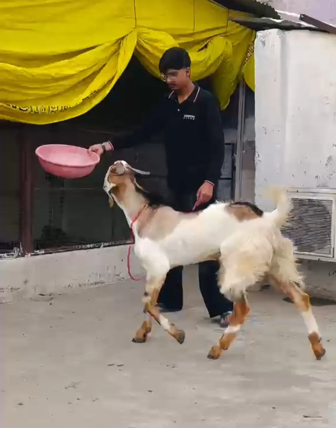 bakra image