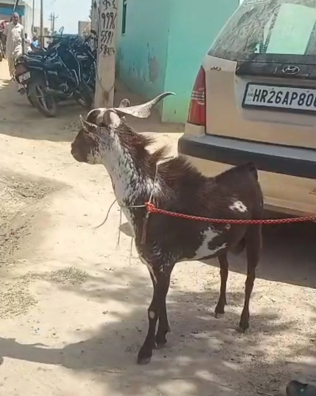 bakra image